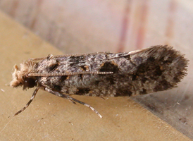 Amydria dyarella